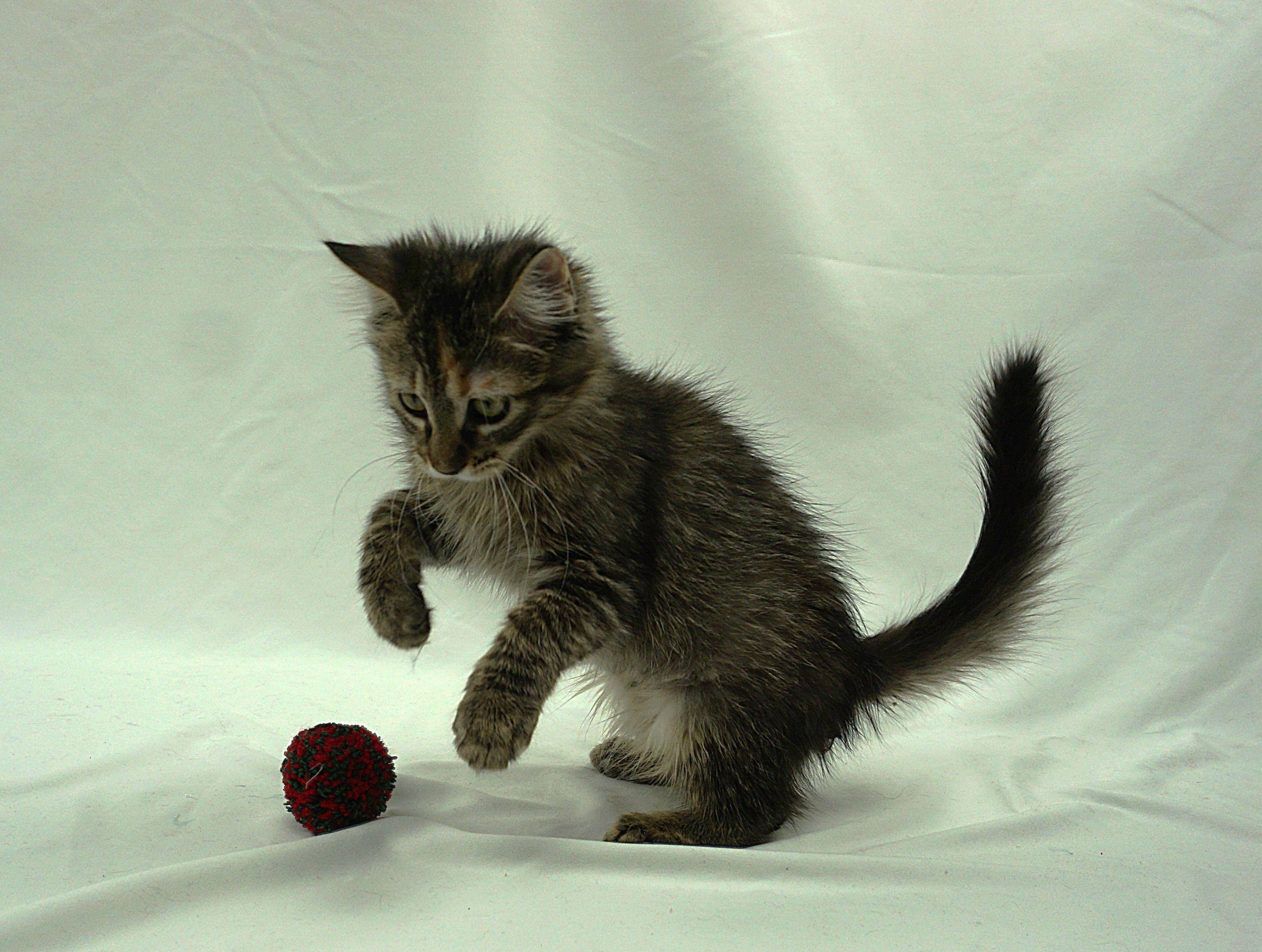 Enlarge TANYA - LOOKS AND PERSONALITY, a ADOPTABLE mixed breed in Plano, TX image 4/4