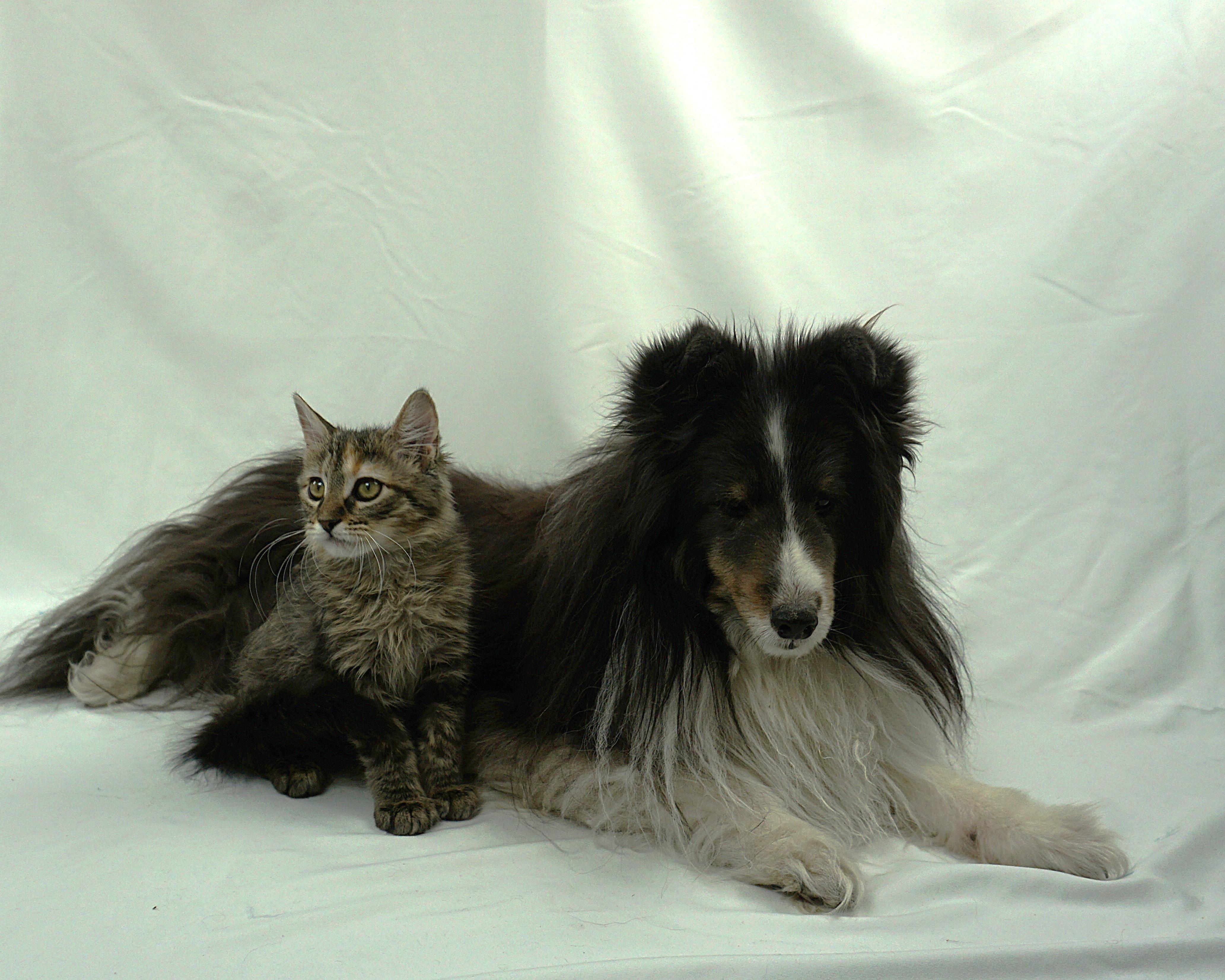 Enlarge TANYA - LOOKS AND PERSONALITY, a ADOPTABLE mixed breed in Plano, TX image 2/4