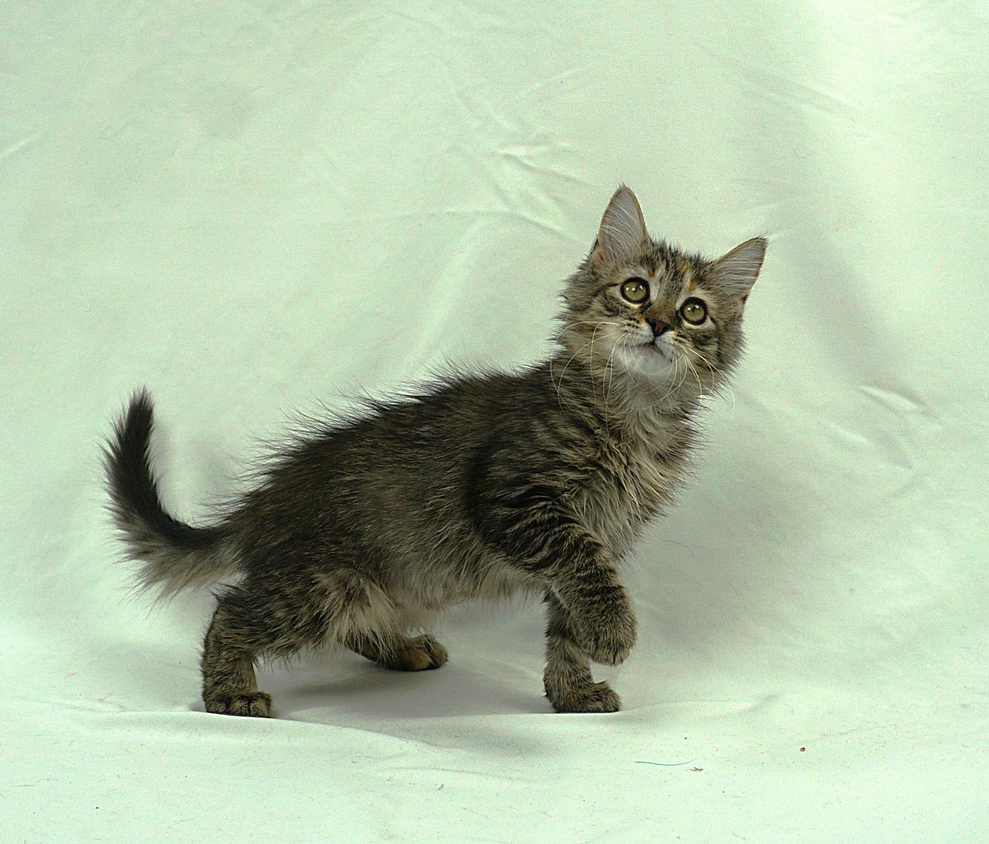 Enlarge TANYA - LOOKS AND PERSONALITY, a ADOPTABLE mixed breed in Plano, TX image 3/4