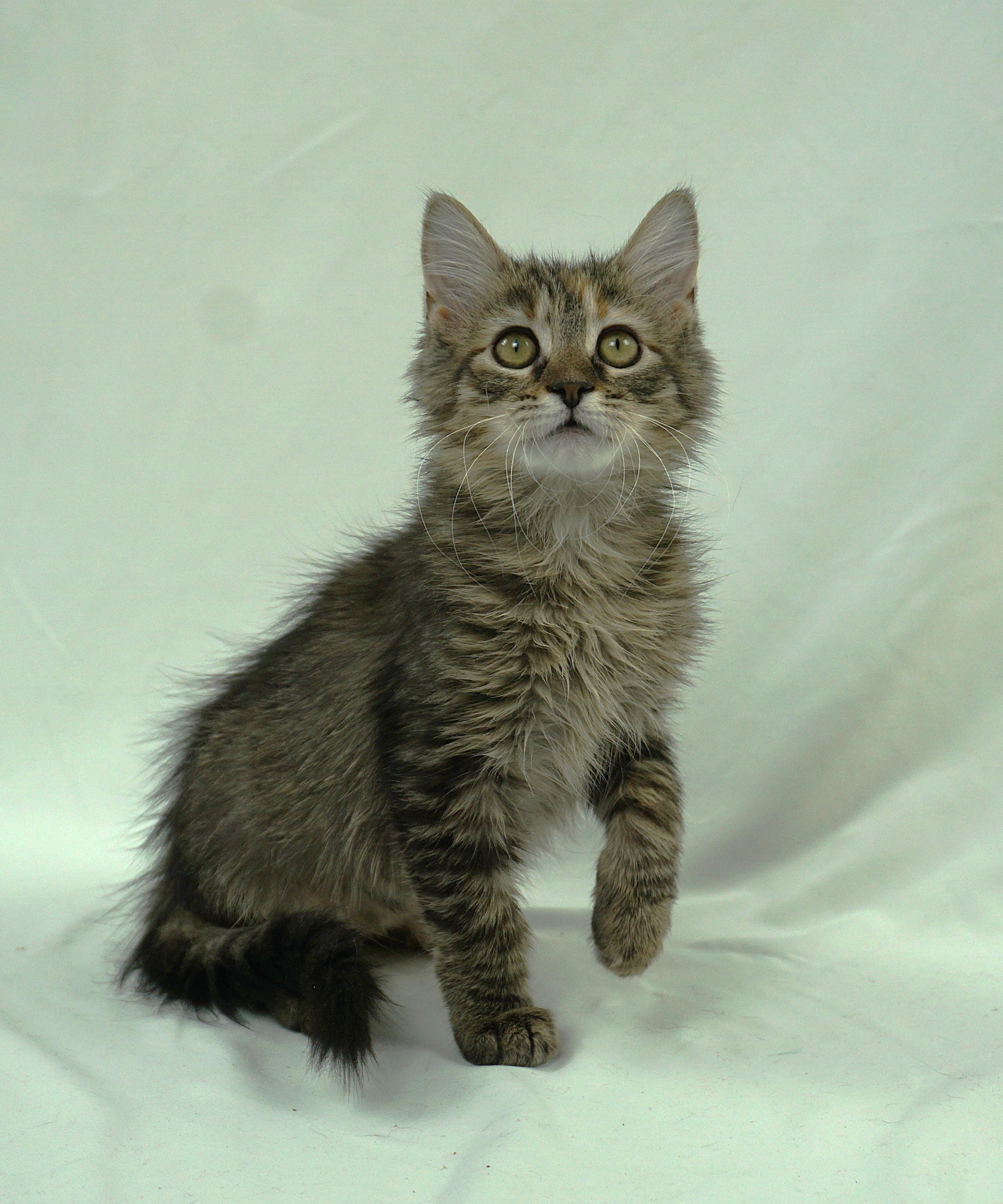 Enlarge TANYA - LOOKS AND PERSONALITY, a ADOPTABLE mixed breed in Plano, TX image 1/4