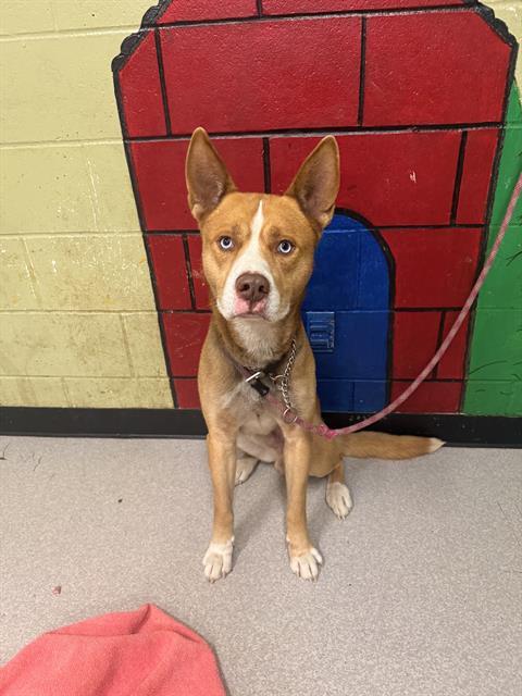 Enlarge BOSCO, a Adoptable mixed breed in Indianapolis, IN image 1/1