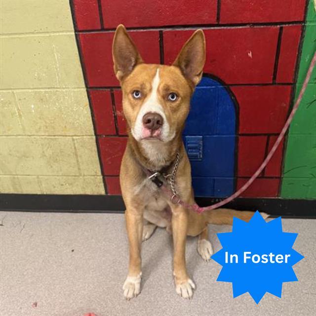 BOSCO, Adoptable, Young Male Siberian Husky & Pit Bull Terrier.