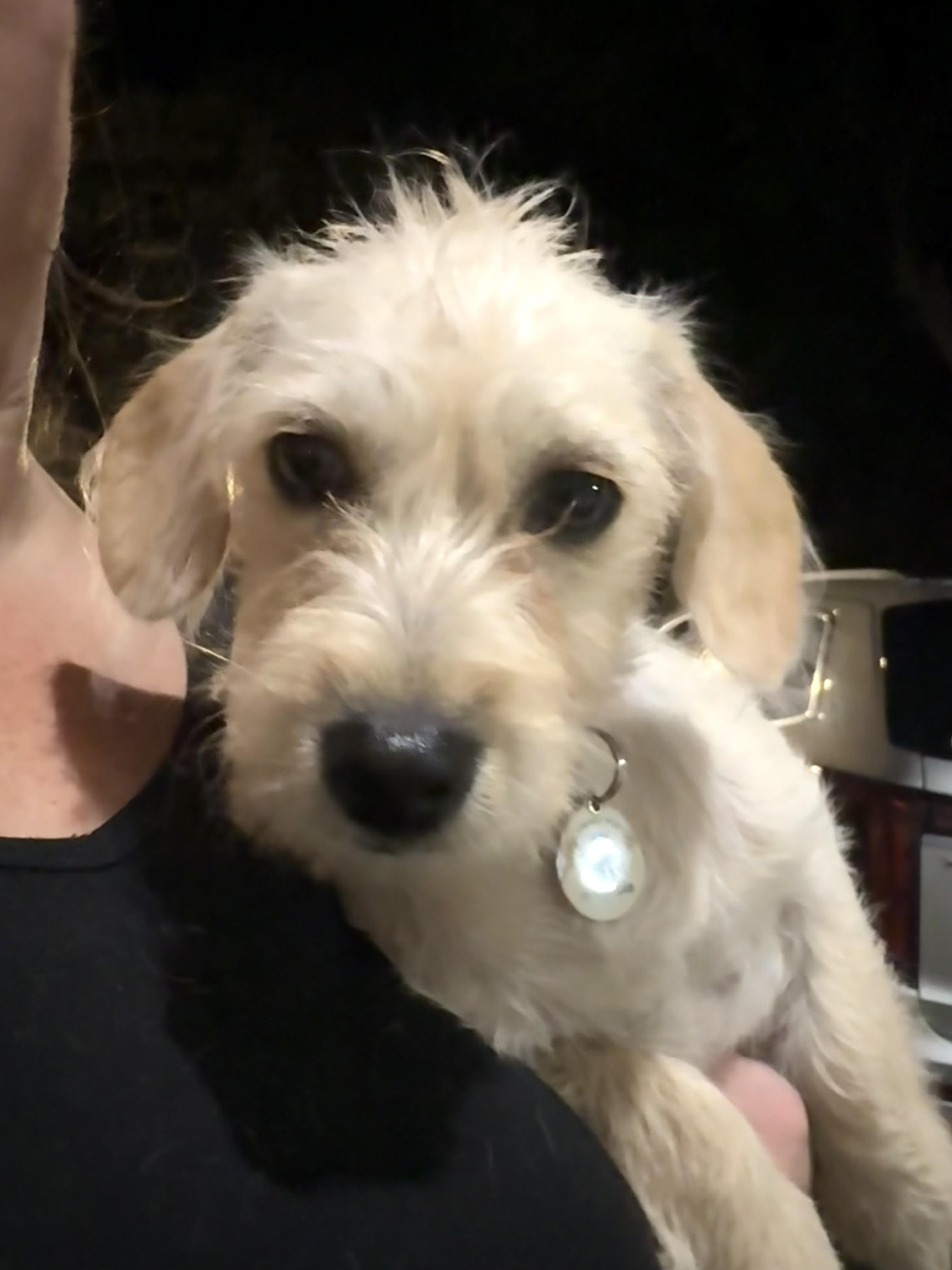 Enlarge Chevy an adorable scruffy boy puppy, a Adoptable mixed breed in Lockhart, TX image 4/5