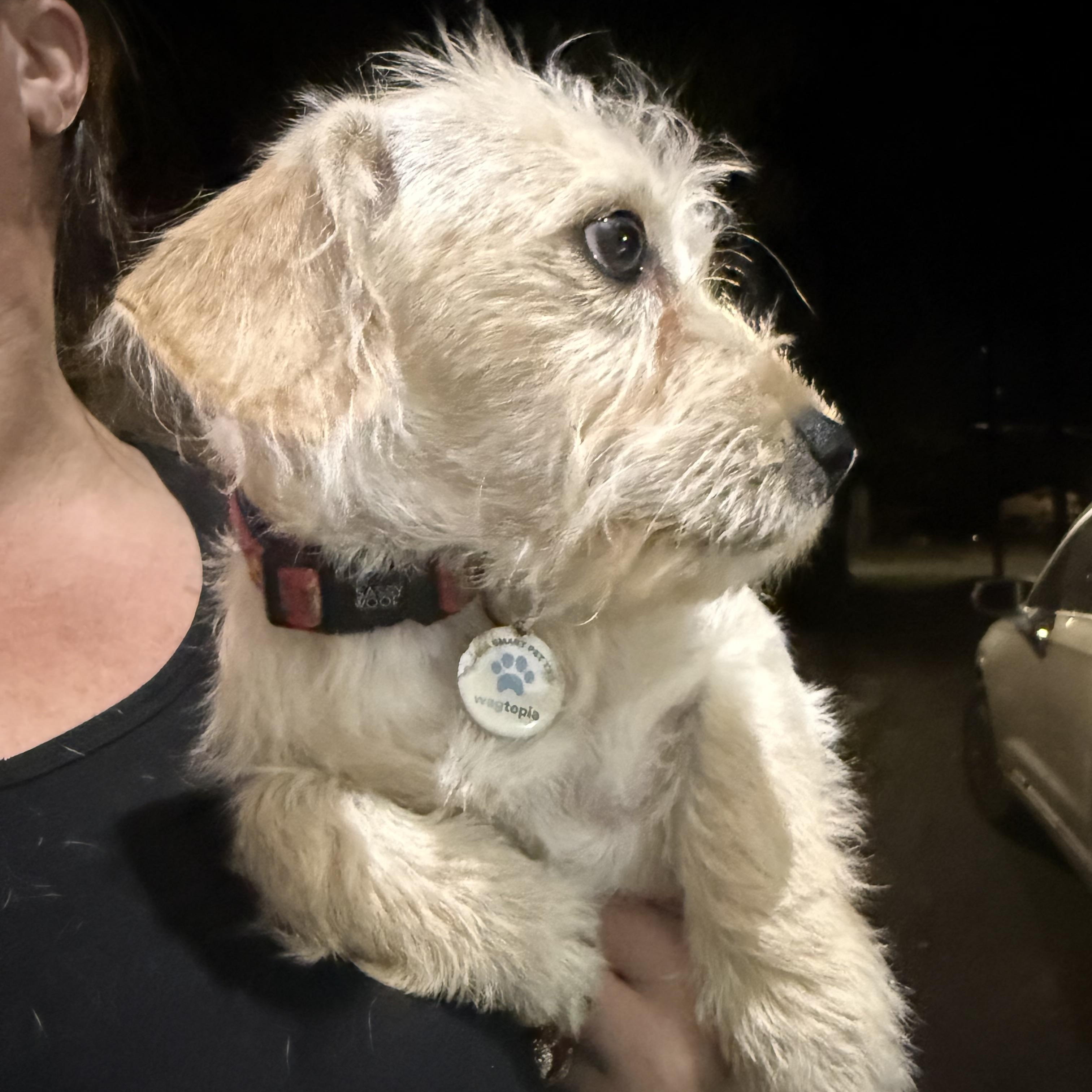 Enlarge Chevy an adorable scruffy boy puppy, a Adoptable mixed breed in Lockhart, TX image 3/5