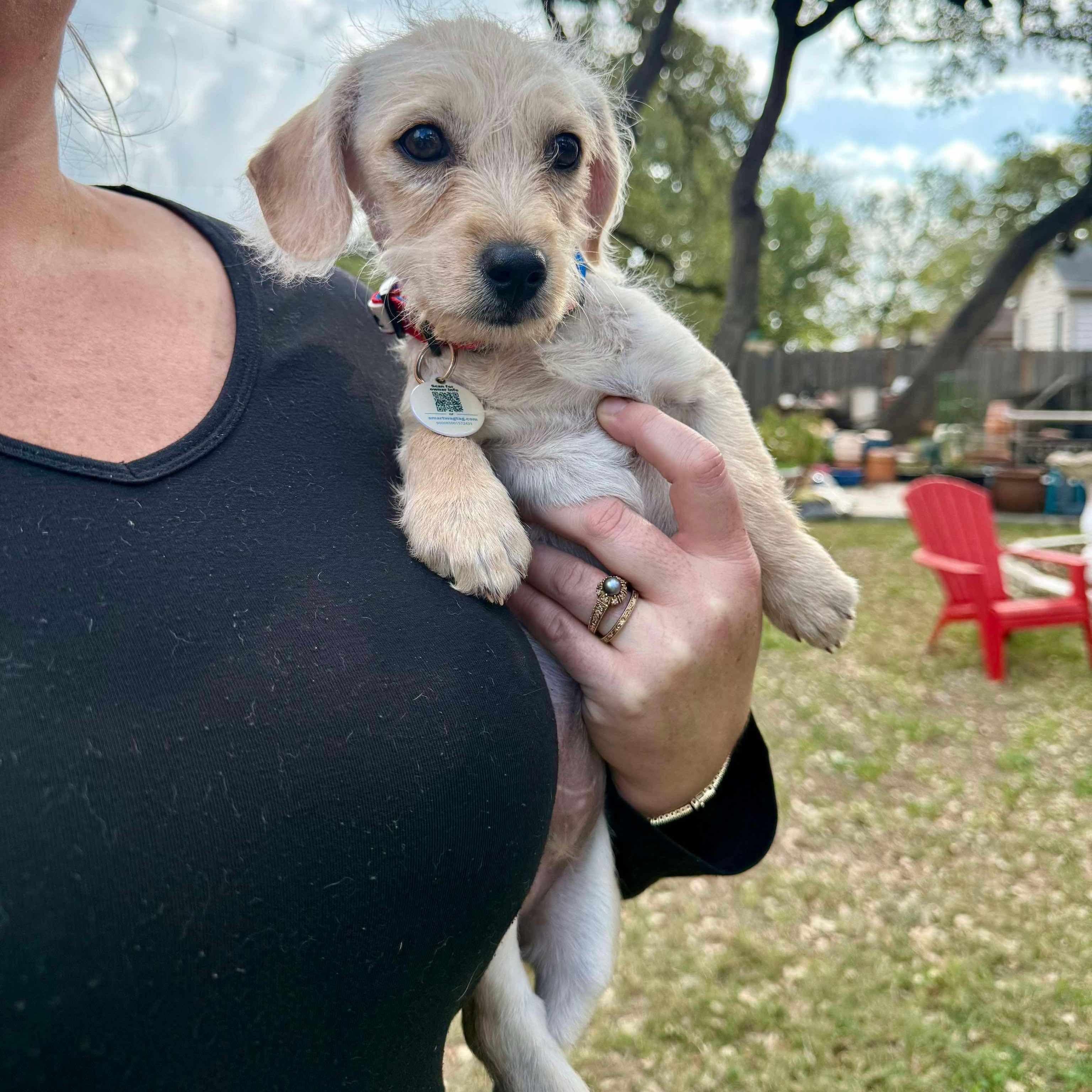 Chevy an adorable scruffy boy puppy, Adoptable, Puppy Male Terrier.