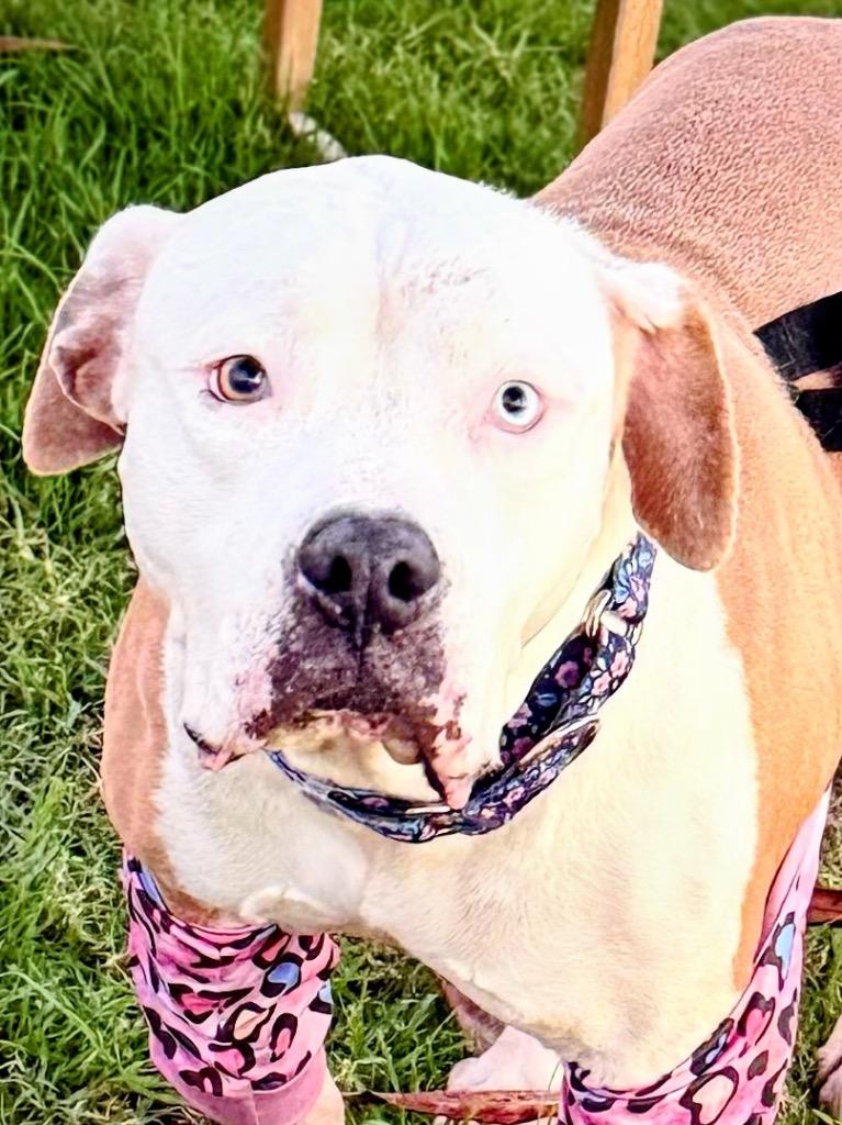 Gemma, Adopted, Adult Female American Bulldog & American Staffordshire Terrier.