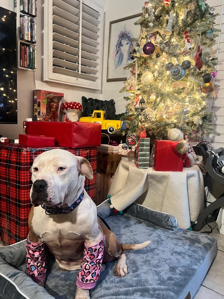 Enlarge Gemma, a Adoptable mixed breed in Manhattan Beach, CA image 1/4