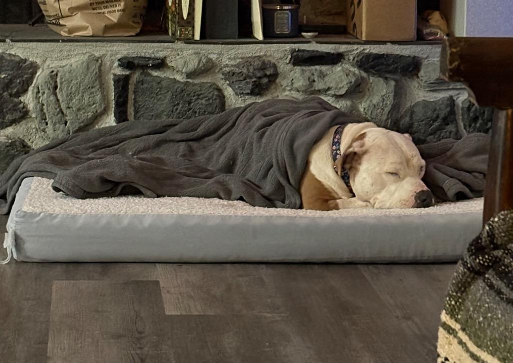 Enlarge Gemma, a Adopted mixed breed in Manhattan Beach, CA image 4/4