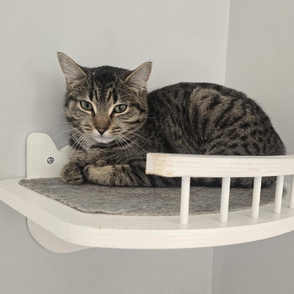 Toffee, Adoptable, Young Female Domestic Short Hair.