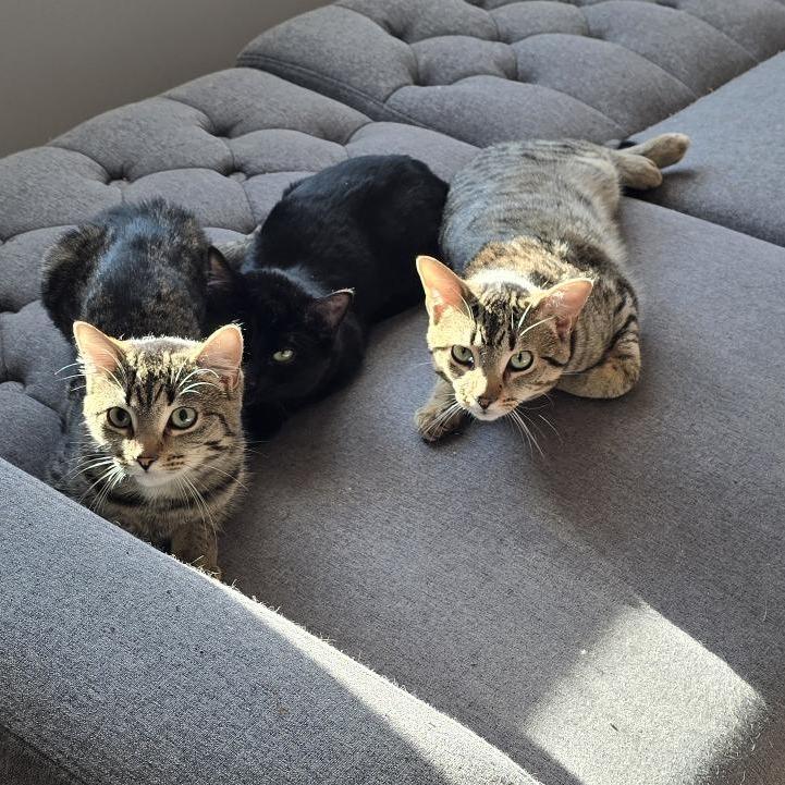 Enlarge Toffee, a Adoptable Domestic Short Hair in Danbury, CT image 2/3