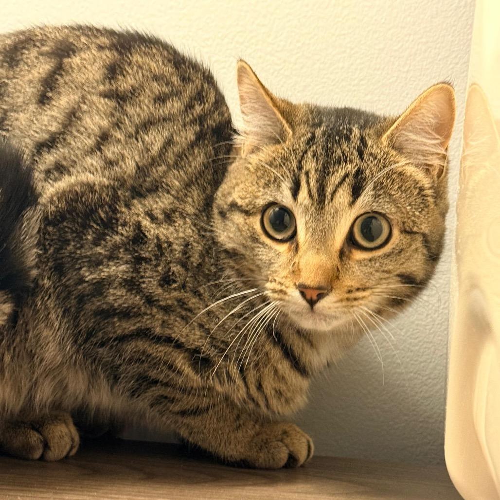 Enlarge Toffee, a Adoptable Domestic Short Hair in Danbury, CT image 3/3