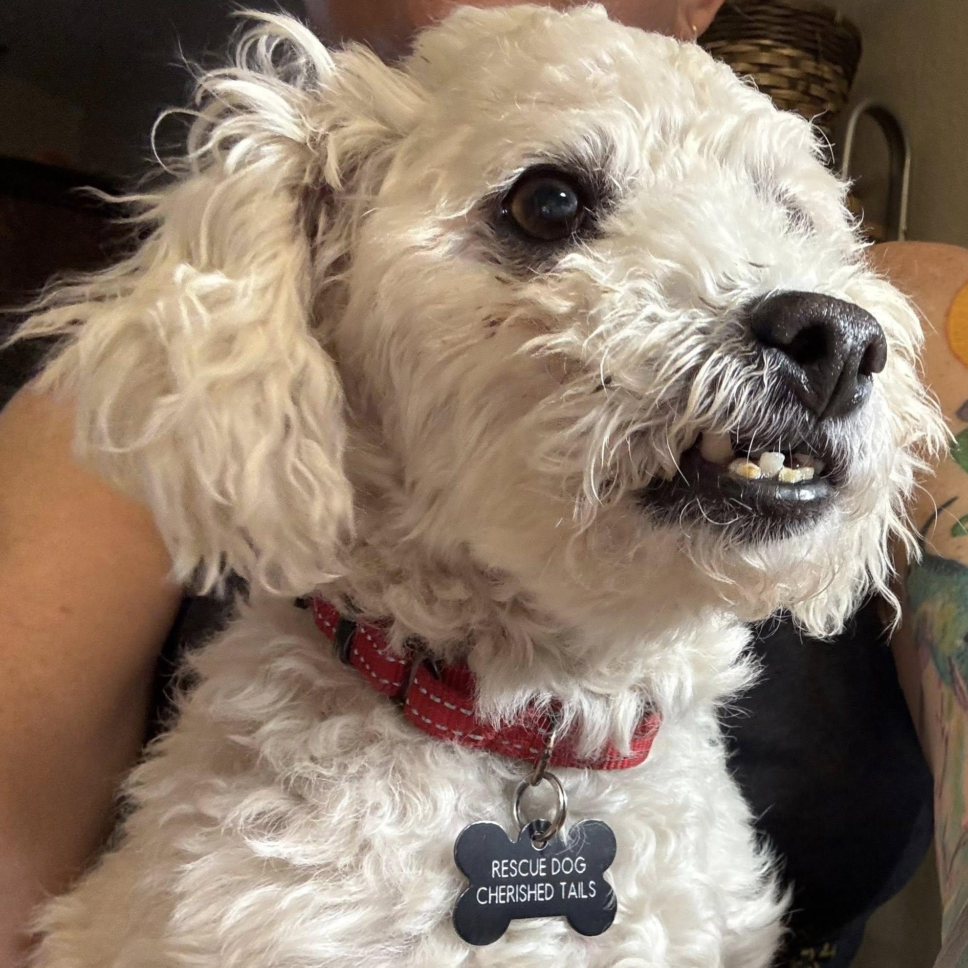 Enlarge DOYLE, an adopted Miniature Poodle in Marana, AZ image 5/5