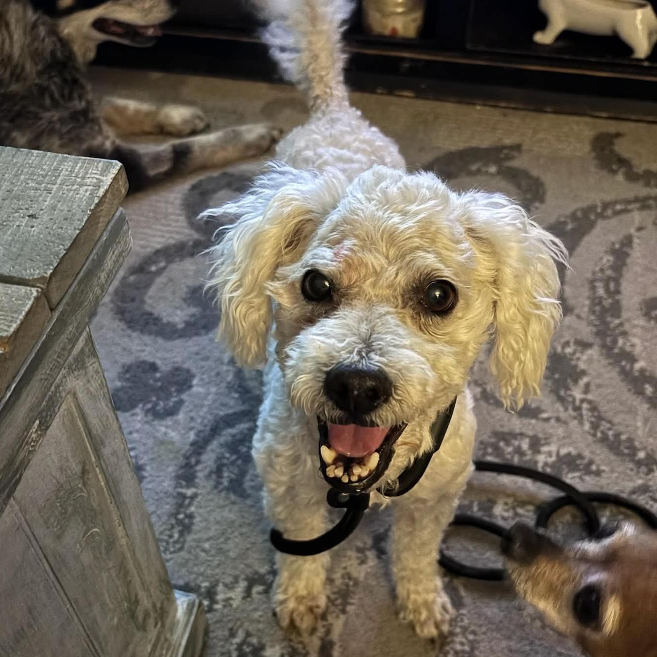 Enlarge DOYLE, an adopted Miniature Poodle in Marana, AZ image 2/5