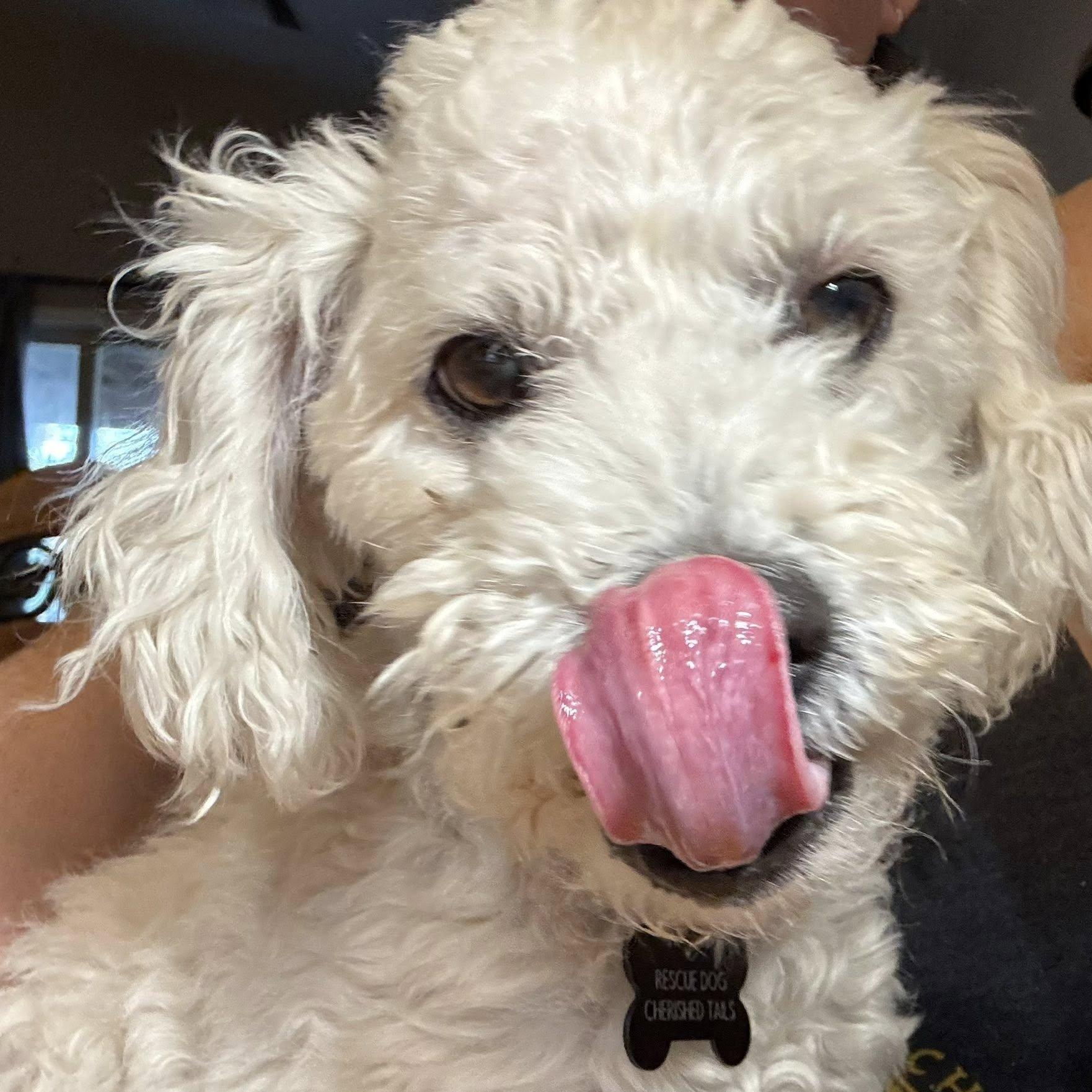 Enlarge DOYLE, an adopted Miniature Poodle in Marana, AZ image 1/5
