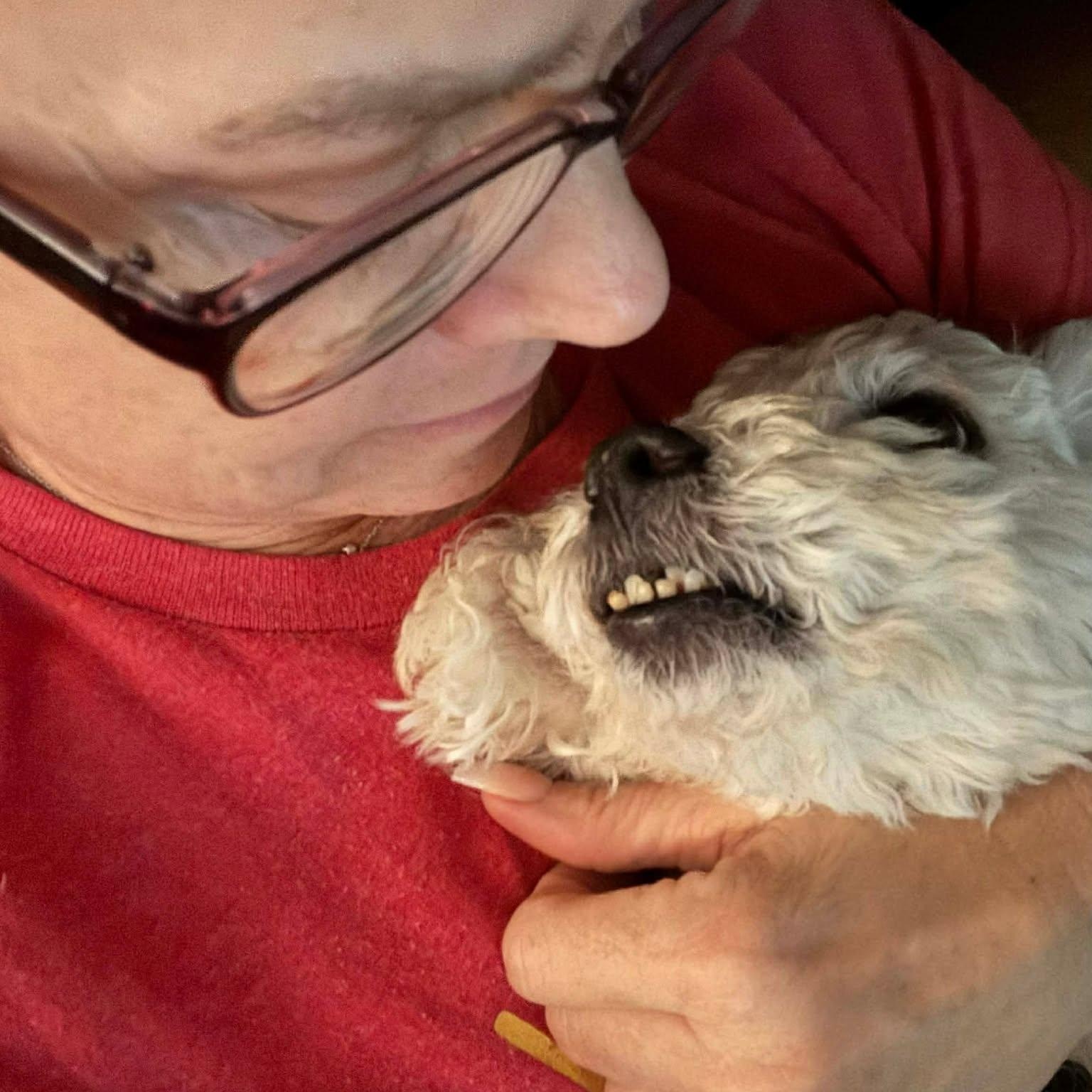 Enlarge DOYLE, an adopted Miniature Poodle in Marana, AZ image 4/5