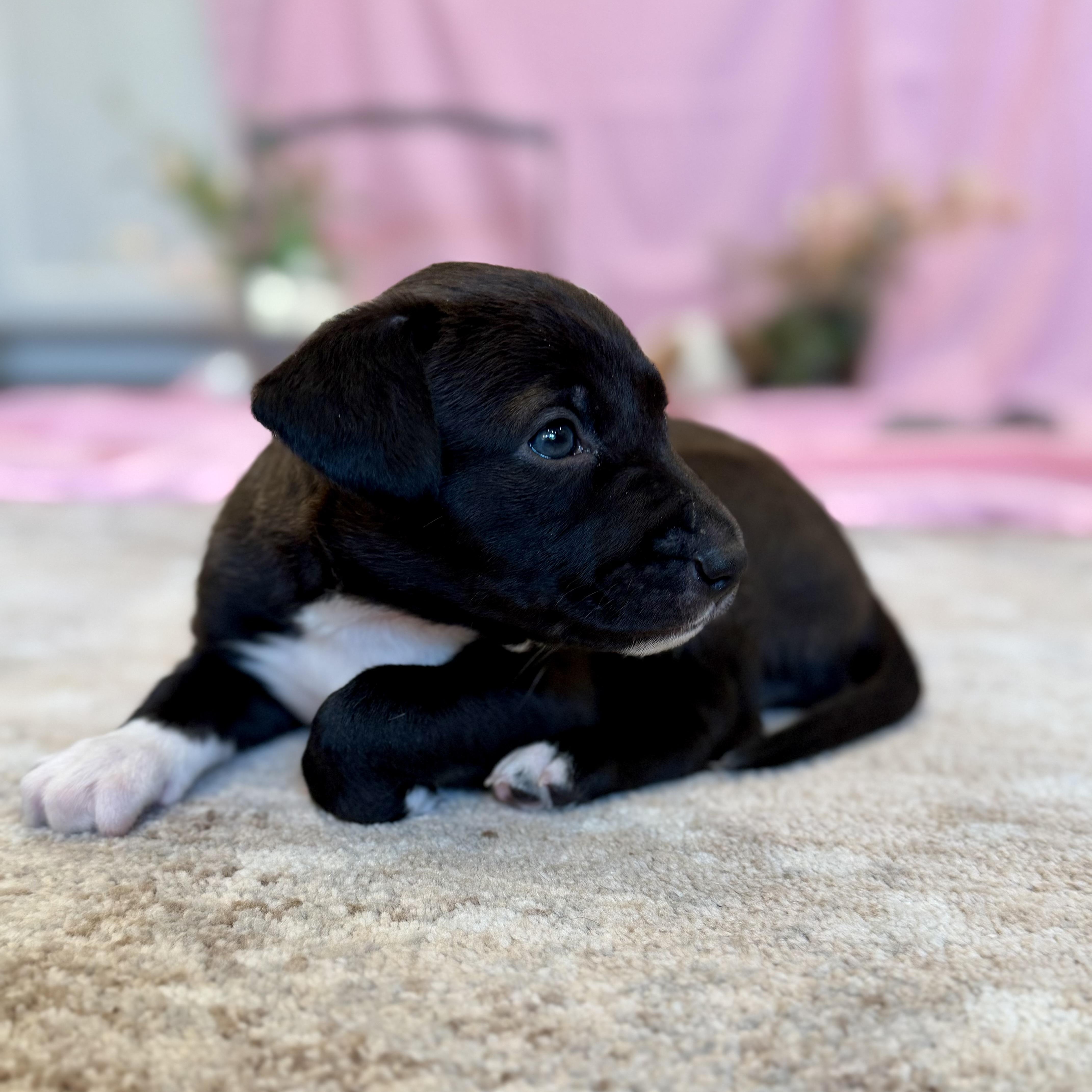 Roxy, an adopted mixed breed in Baytown, TX image 2/6