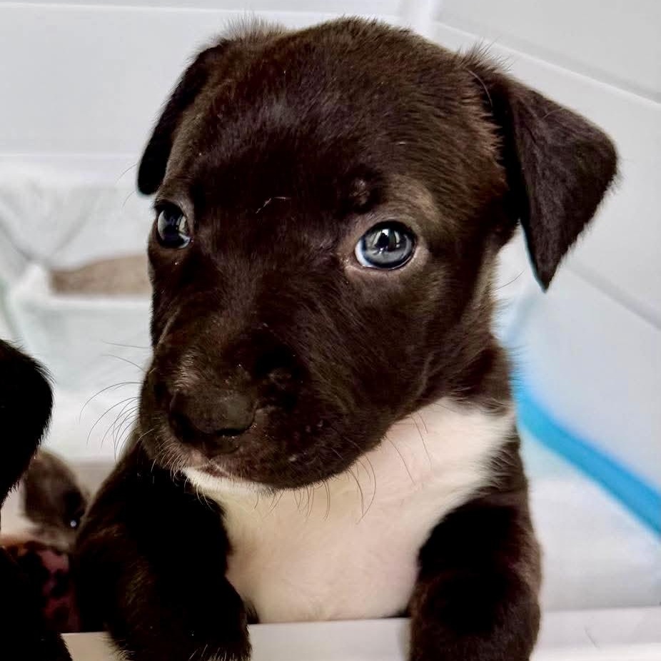 Roxy, adopted, Puppy Female English Shepherd & Labrador Retriever.