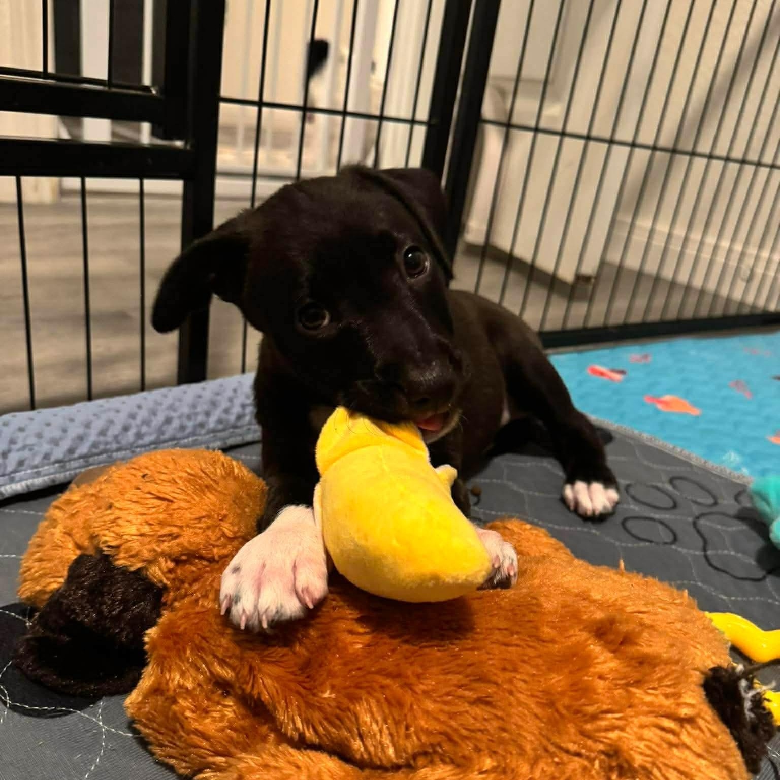 Roxy, an adopted mixed breed in Baytown, TX image 3/6