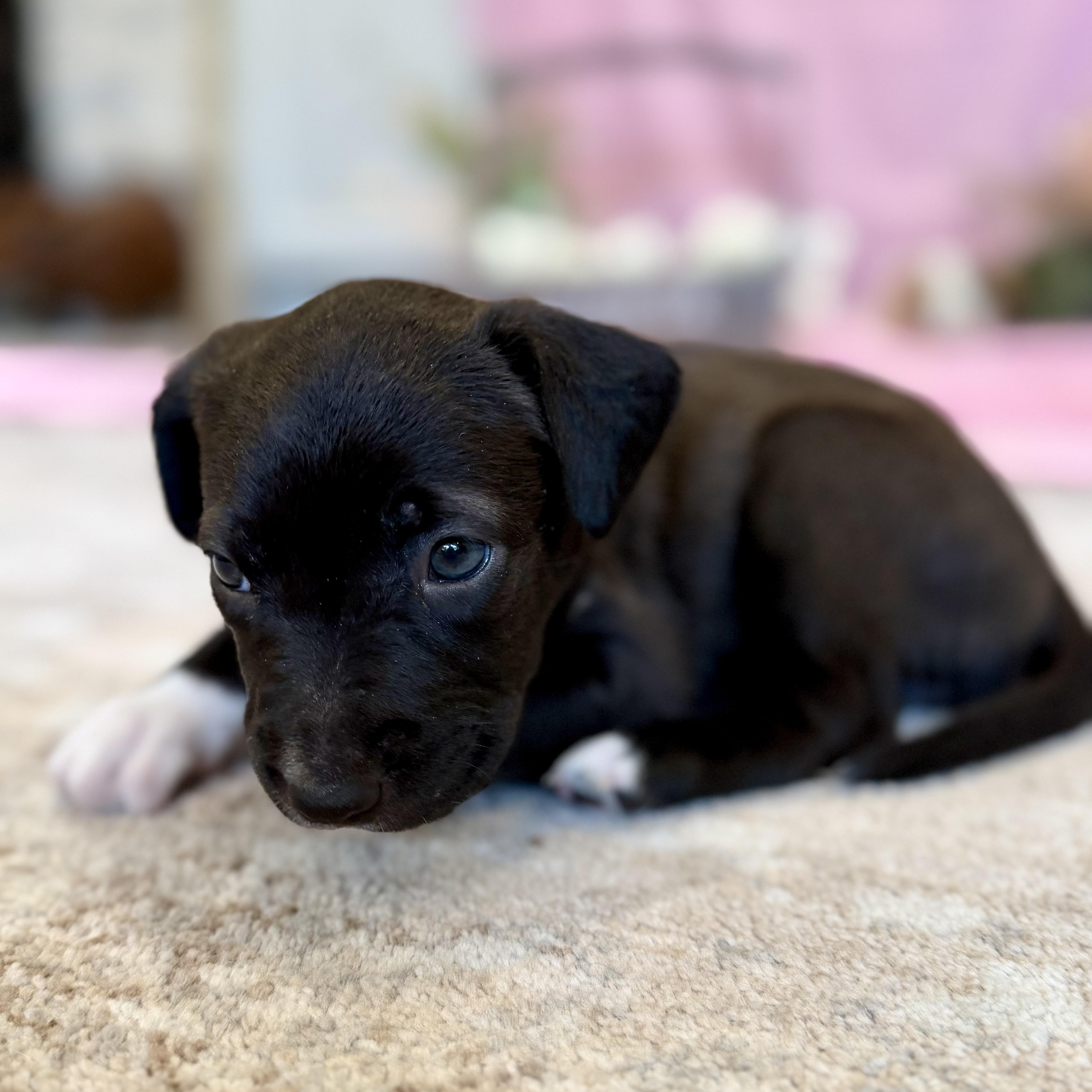 Roxy, an adopted mixed breed in Baytown, TX image 6/6