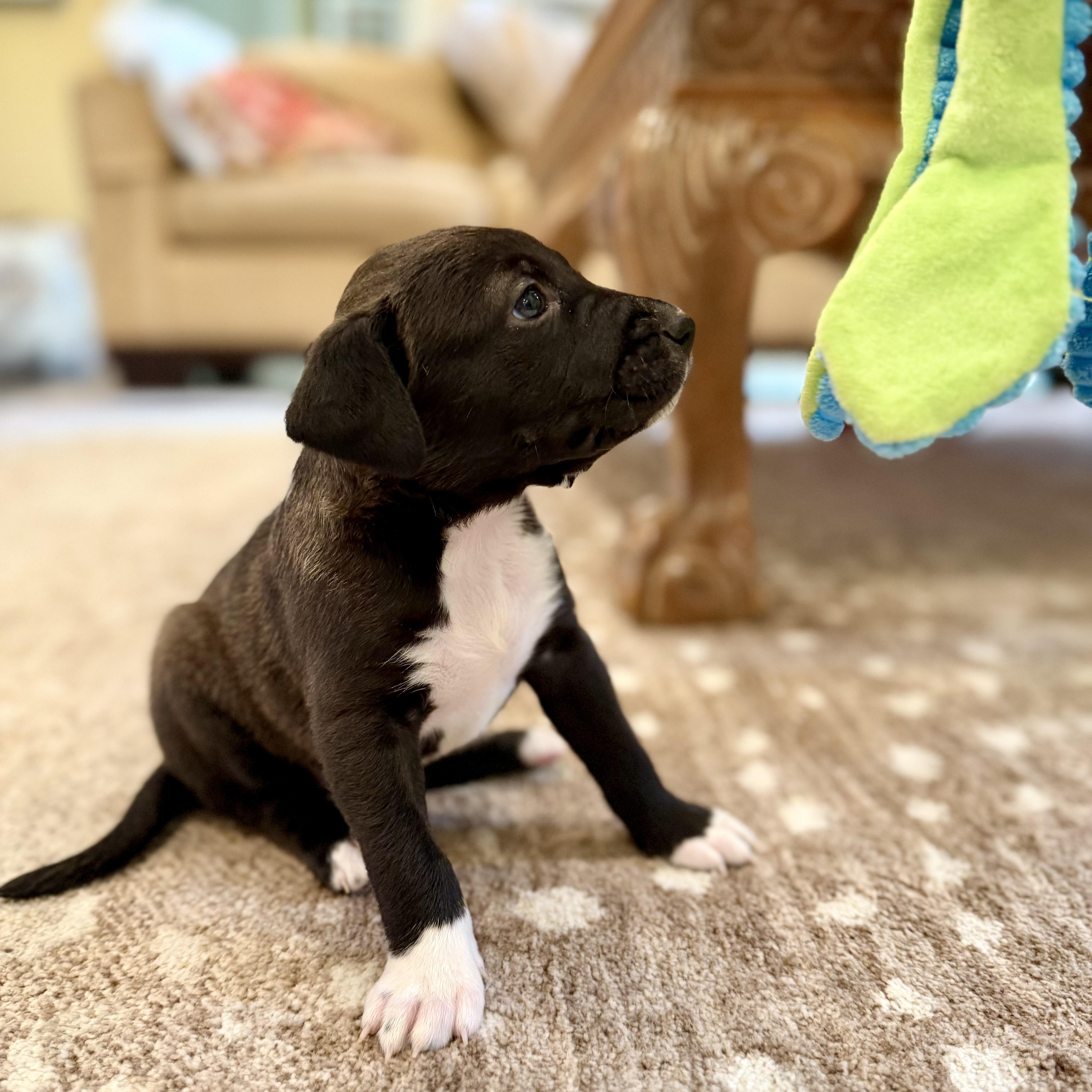 Roxy, an adopted mixed breed in Baytown, TX image 4/6