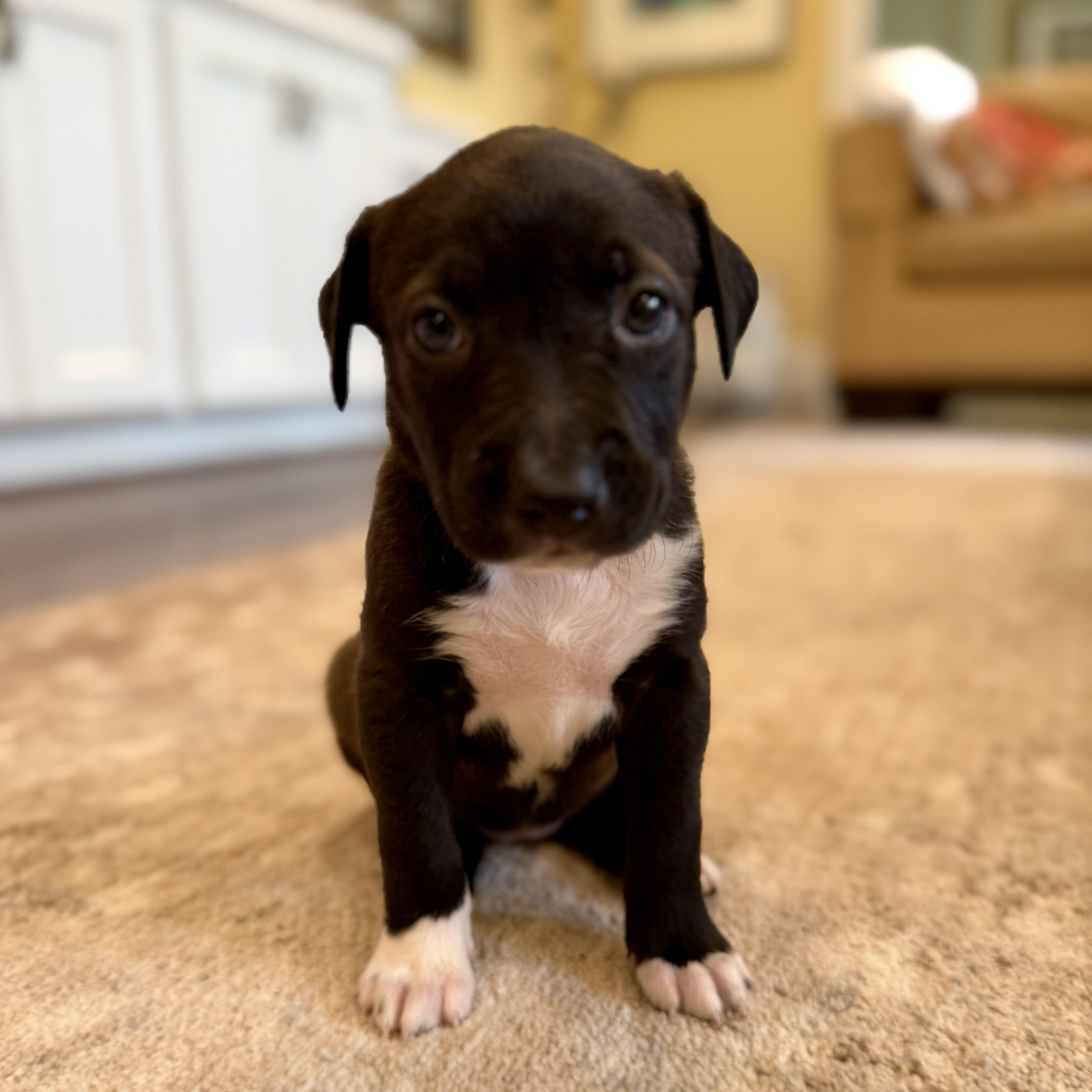 Roxy, an adopted mixed breed in Baytown, TX image 5/6