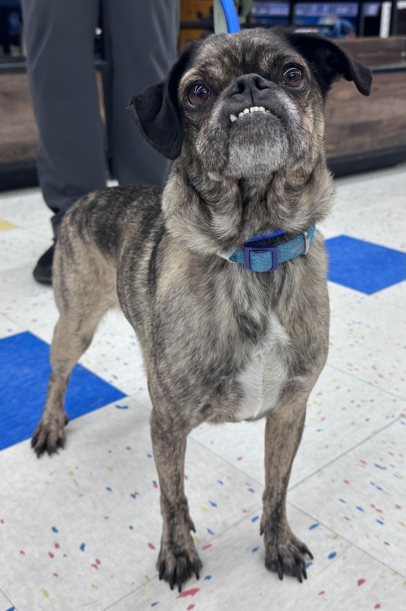 Boots 26, Adoptable, Adult Male Pug.