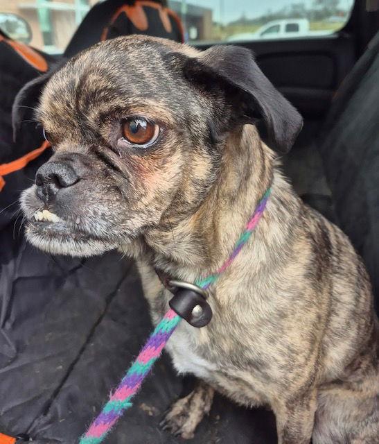 Enlarge Boots 26, a Adoptable Pug in Hillside, IL image 1/2