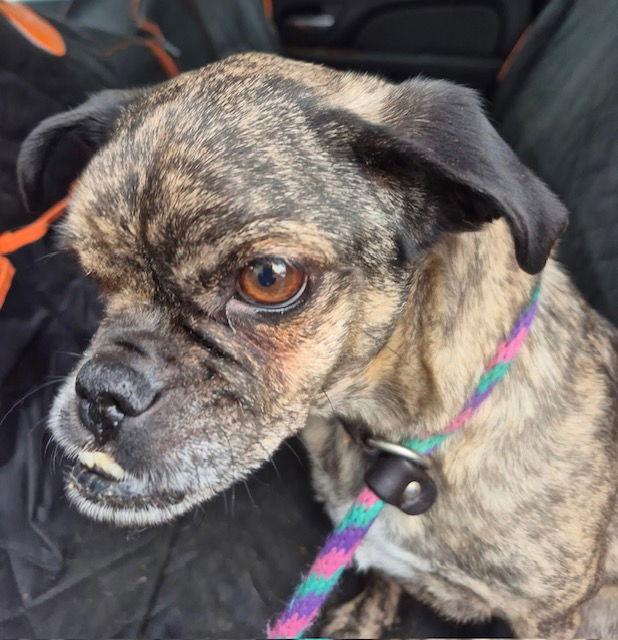 Enlarge Boots 26, a Adoptable Pug in Hillside, IL image 2/2