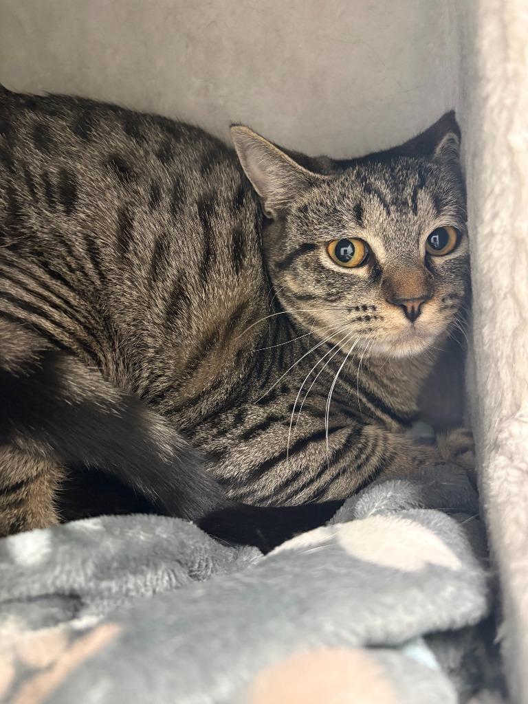 Jessie, a Adoptable mixed breed in New Kensington, PA image 2/2