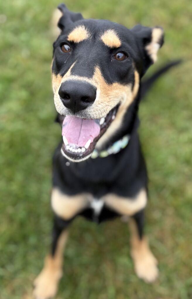 Enlarge Kylee, a Adoptable Mixed Breed in Jackson, MI image 3/5