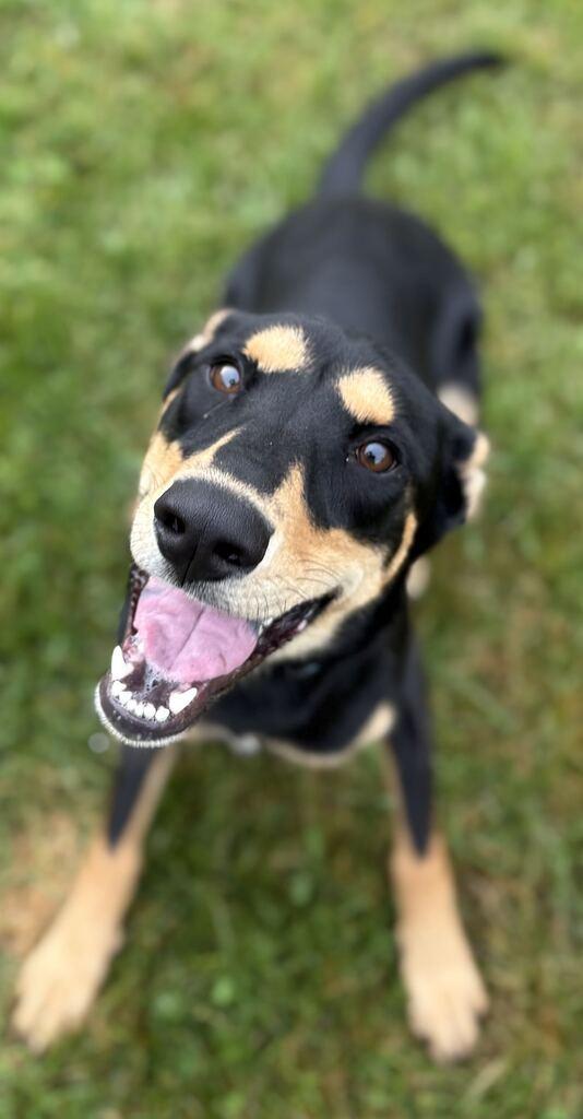 Enlarge Kylee, a Adoptable Mixed Breed in Jackson, MI image 5/5