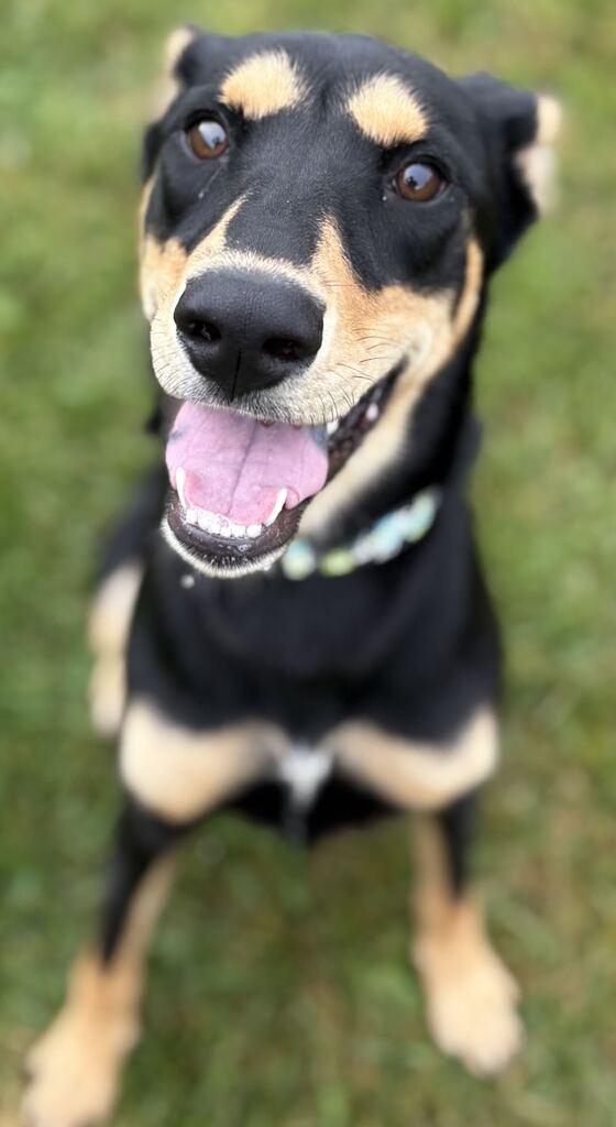 Enlarge Kylee, a Adoptable Mixed Breed in Jackson, MI image 2/5