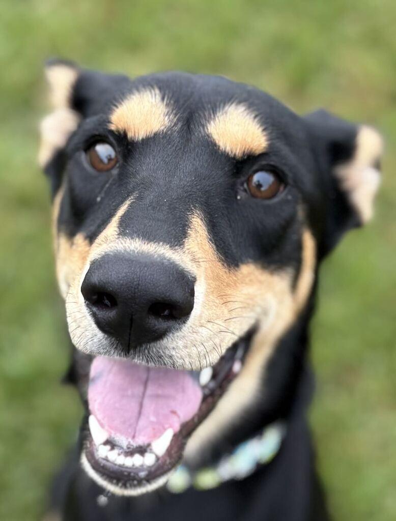 Kylee, Adoptable, Young Female Mixed Breed.