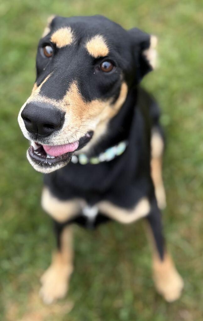 Enlarge Kylee, a Adoptable Mixed Breed in Jackson, MI image 4/5