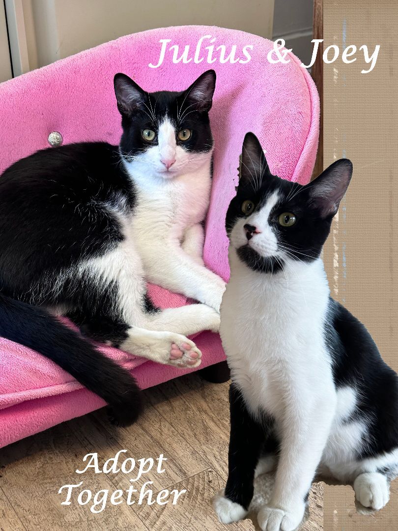早割 旅行 adoption for Cat - Monrovia in Hair Short Domestic a JULIUS, テープ・マスキングテープ