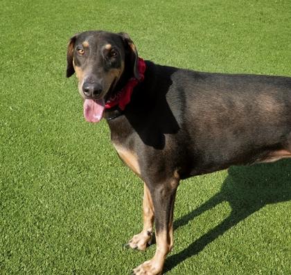 Penny, a Adoptable mixed breed in North Richland Hills, TX image 1/3