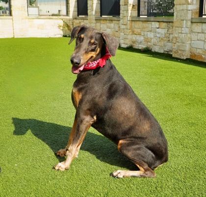 Penny, a Adoptable mixed breed in North Richland Hills, TX image 2/3