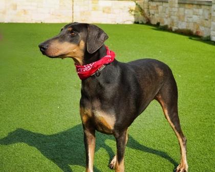 Penny, a Adoptable mixed breed in North Richland Hills, TX image 3/3