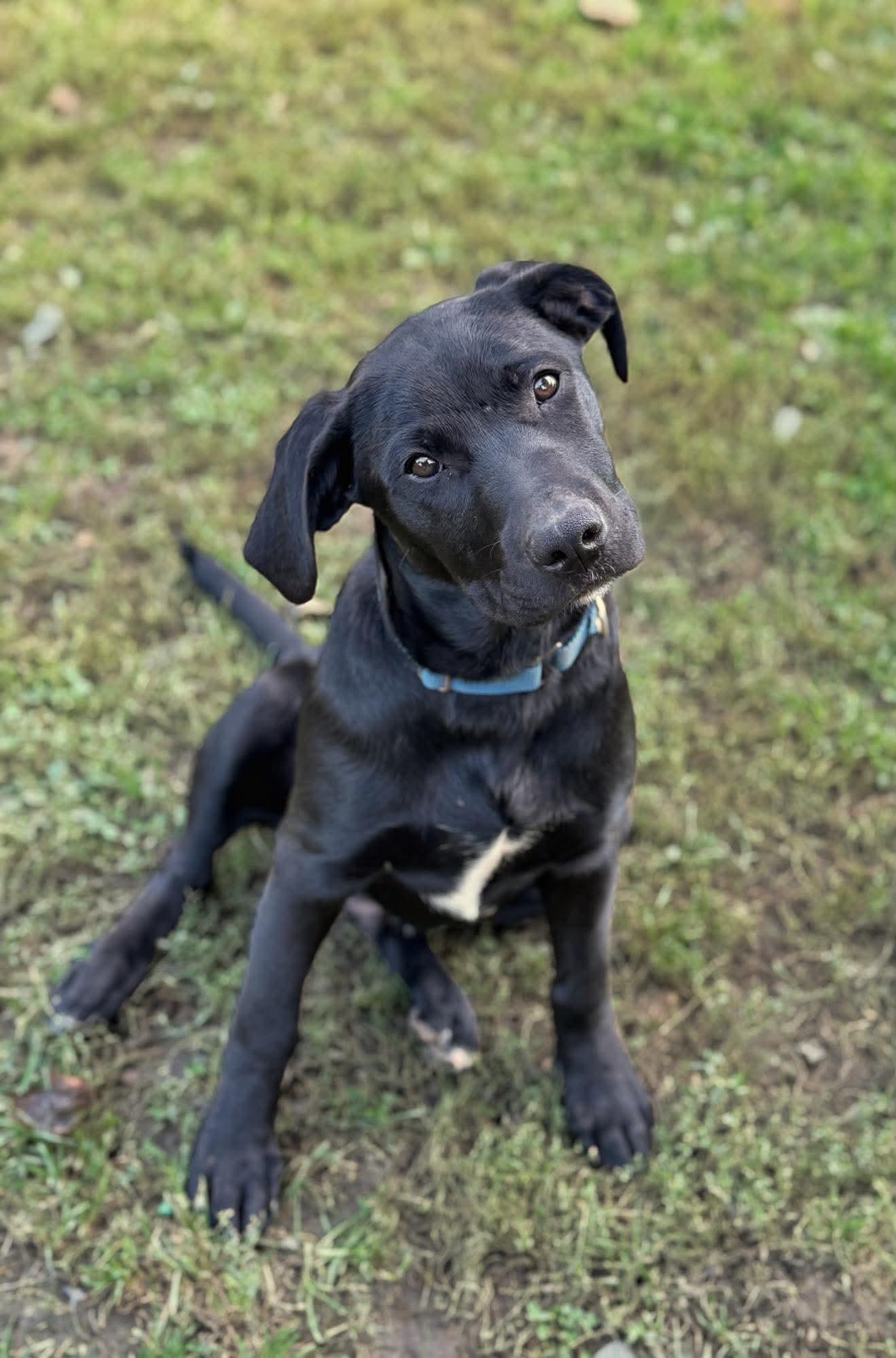 Enlarge Cory, a Adoptable Mixed Breed in Argyle, NY image 1/5