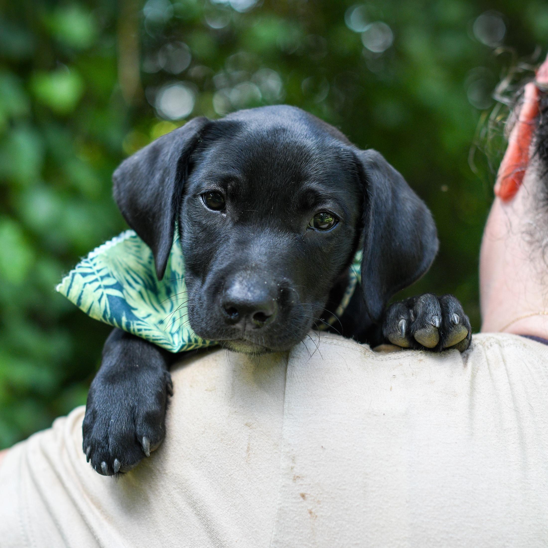Cory, a Adoptable Mixed Breed in Argyle, NY image 2/3