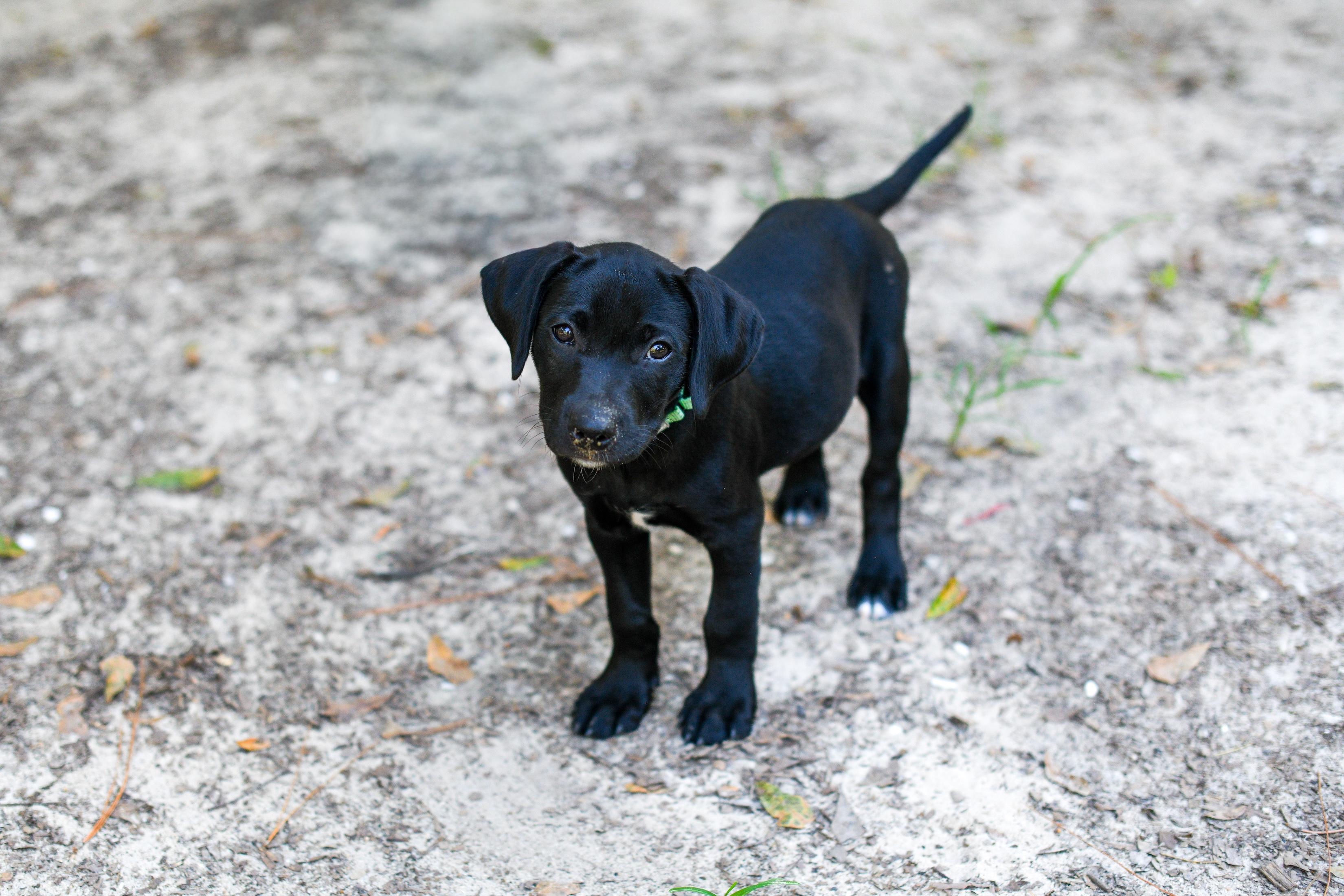 Cory, a Adoptable Mixed Breed in Argyle, NY image 3/3