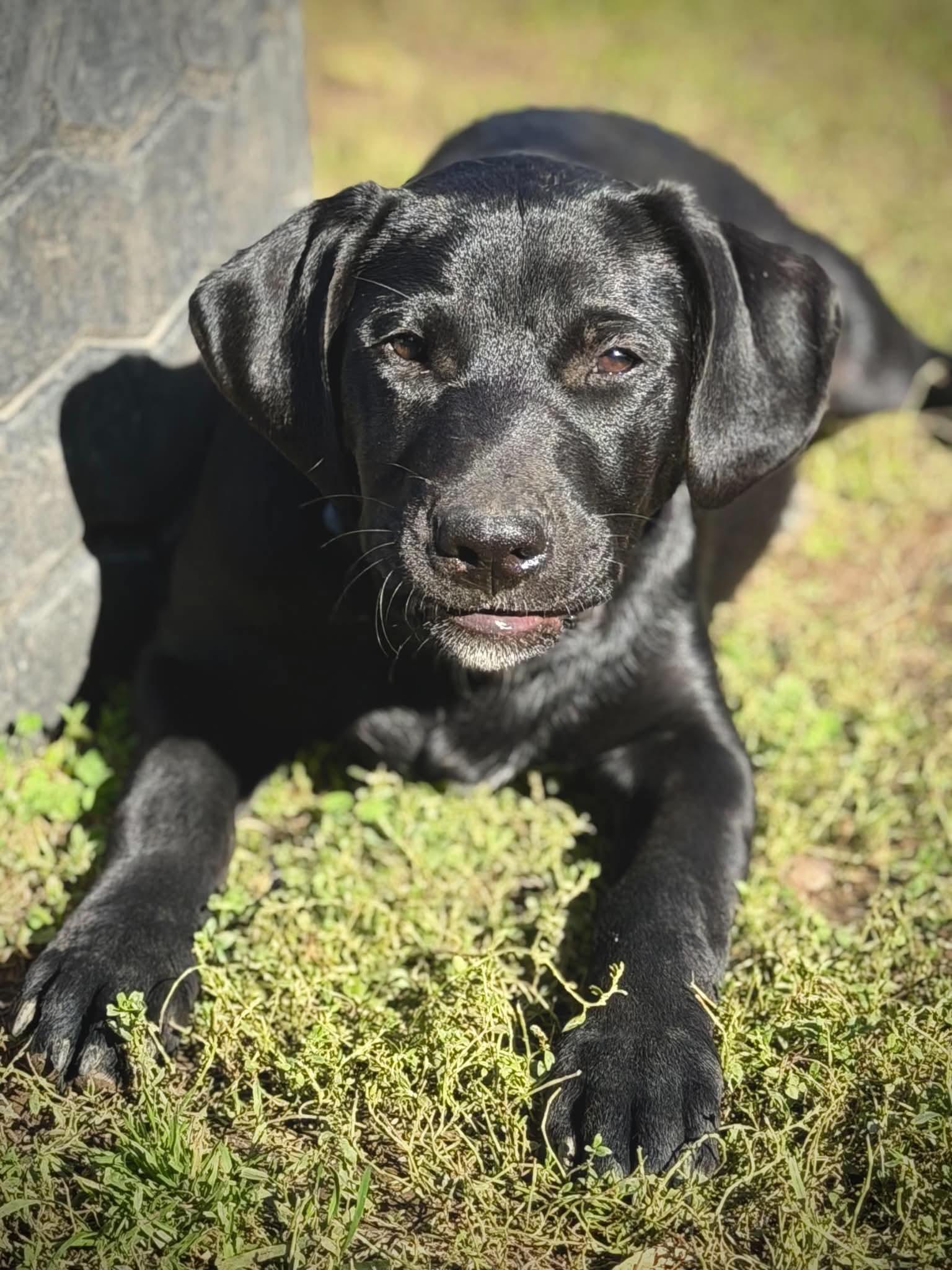 Enlarge Cory, a Adoptable Mixed Breed in Argyle, NY image 5/5
