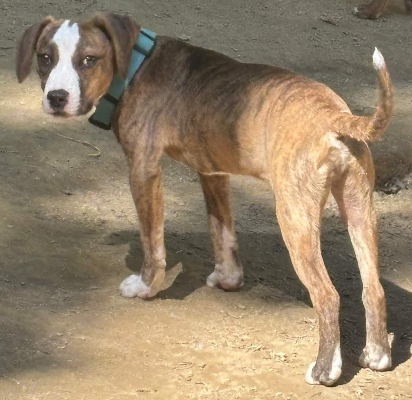 Theodore, a ADOPTABLE mixed breed in Roanoke, VA image 3/3