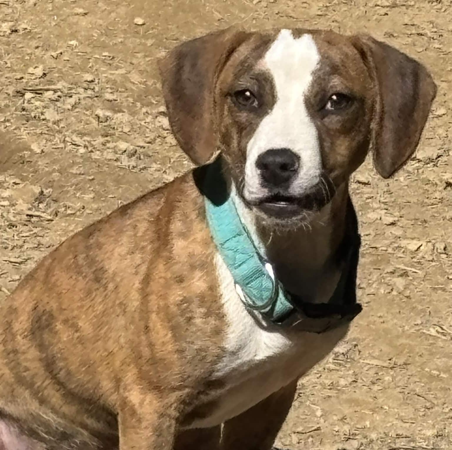 Theodore, a ADOPTABLE mixed breed in Roanoke, VA image 1/3