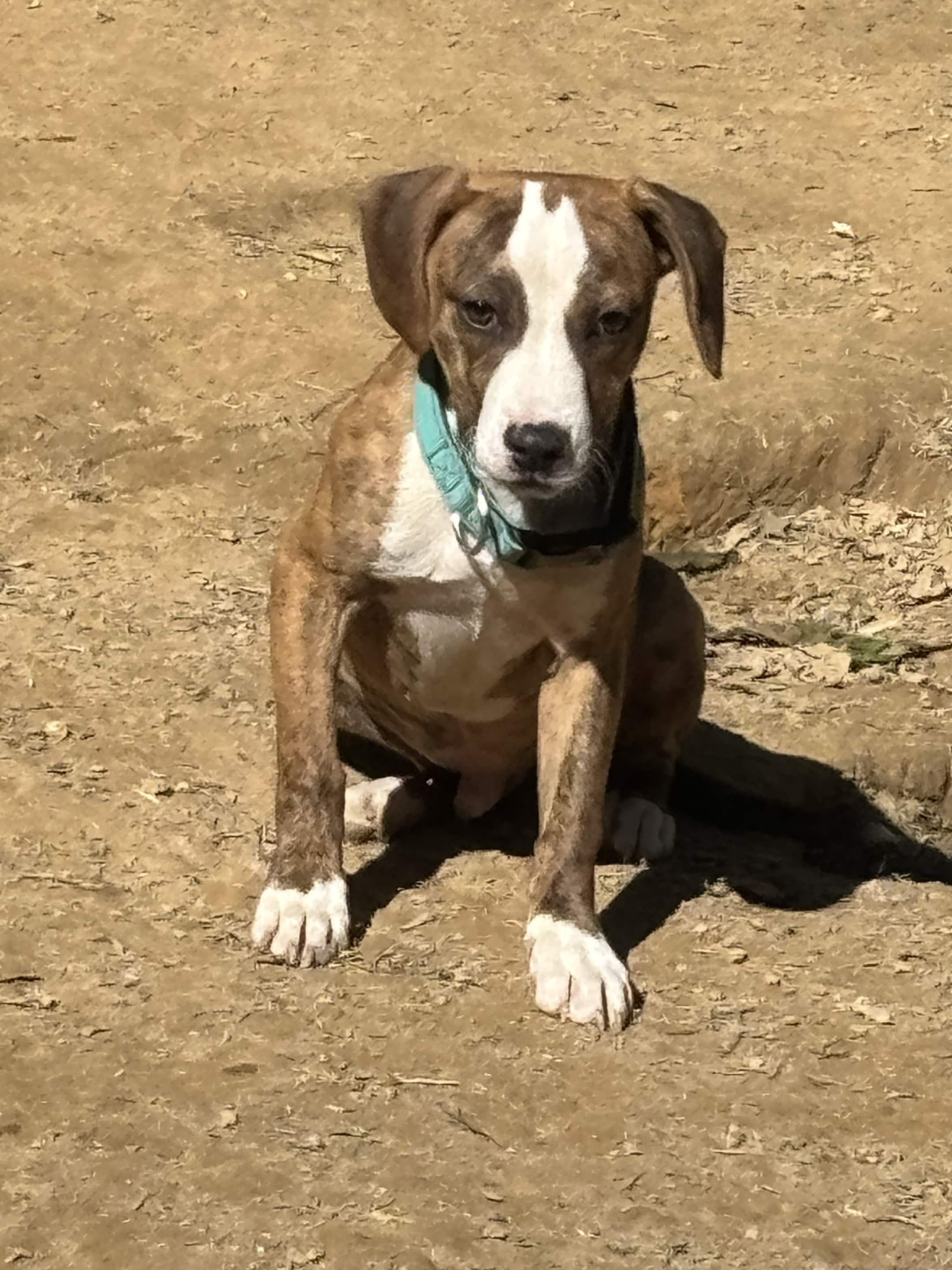 Theodore, a ADOPTABLE mixed breed in Roanoke, VA image 2/3
