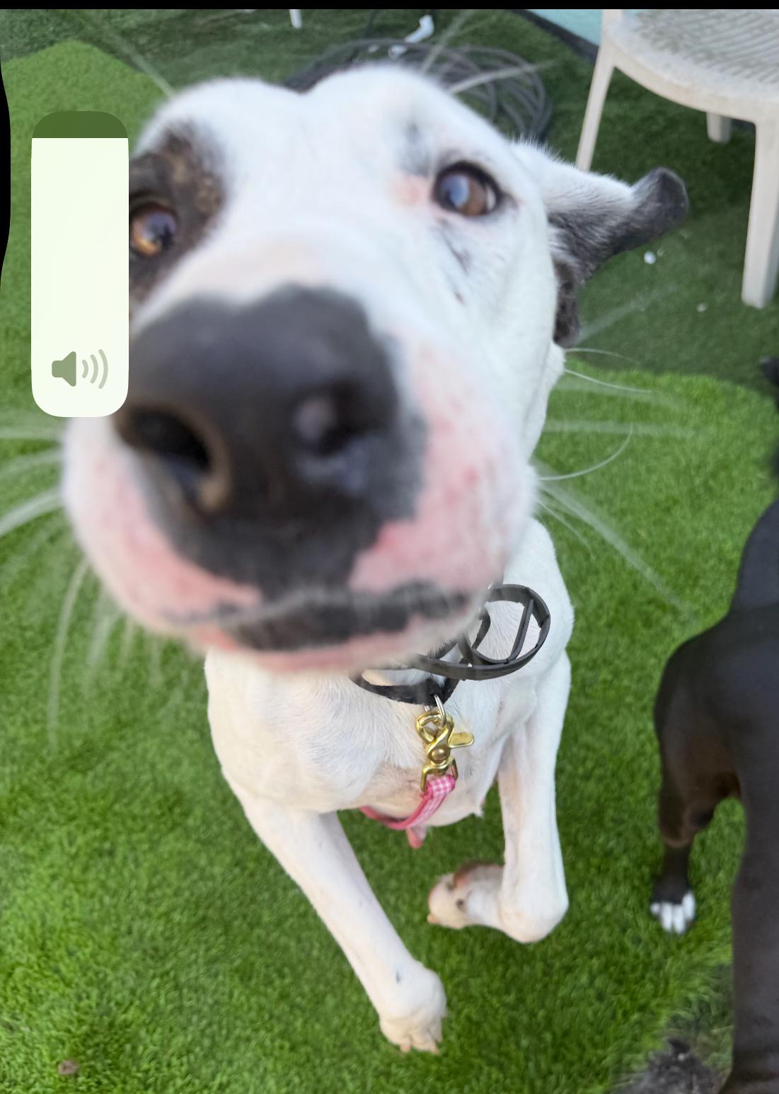 Patches, Adoptable, Adult Female Hound.