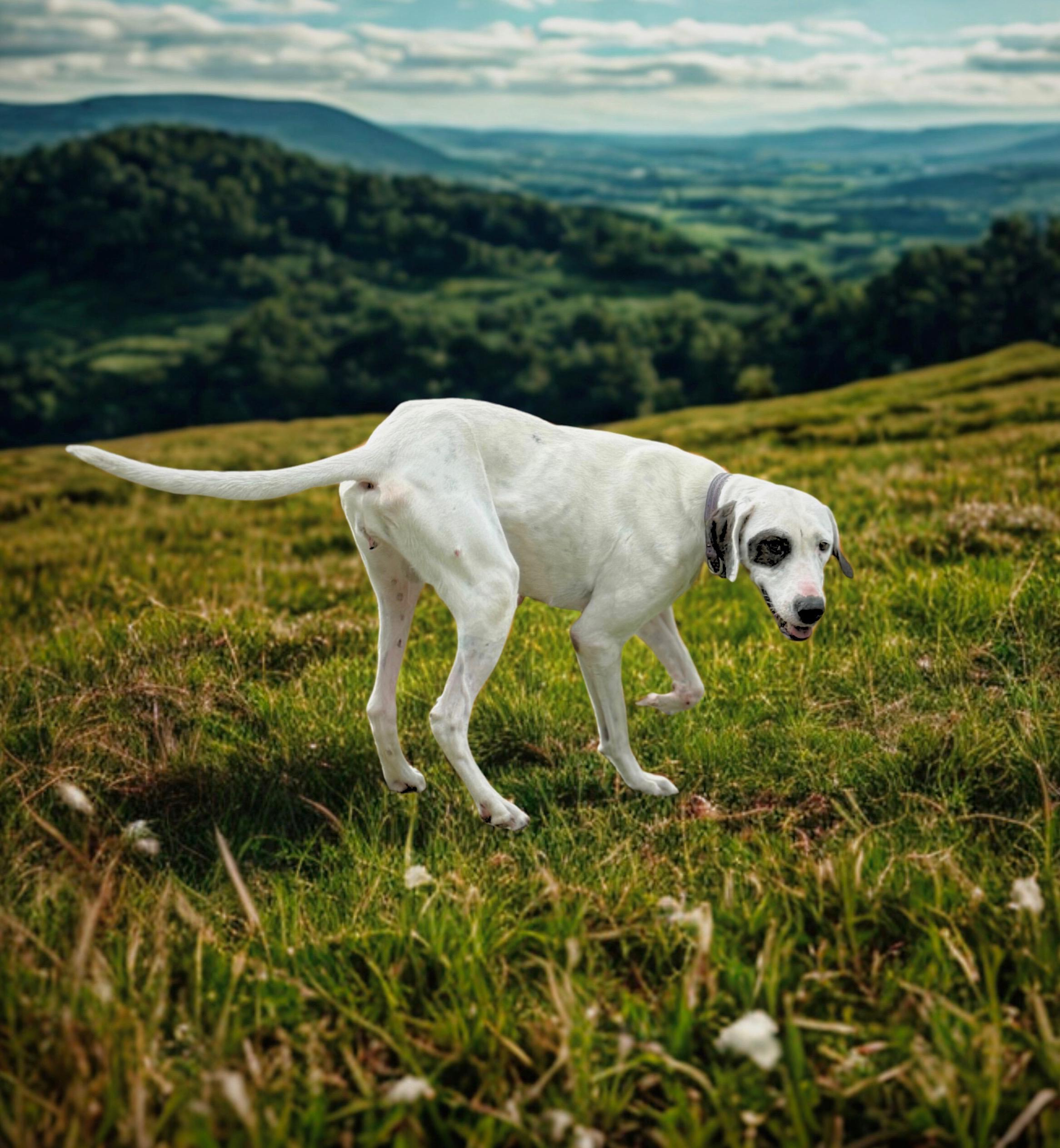 Enlarge Patches, a Adoptable mixed breed in Lantana, FL image 3/3