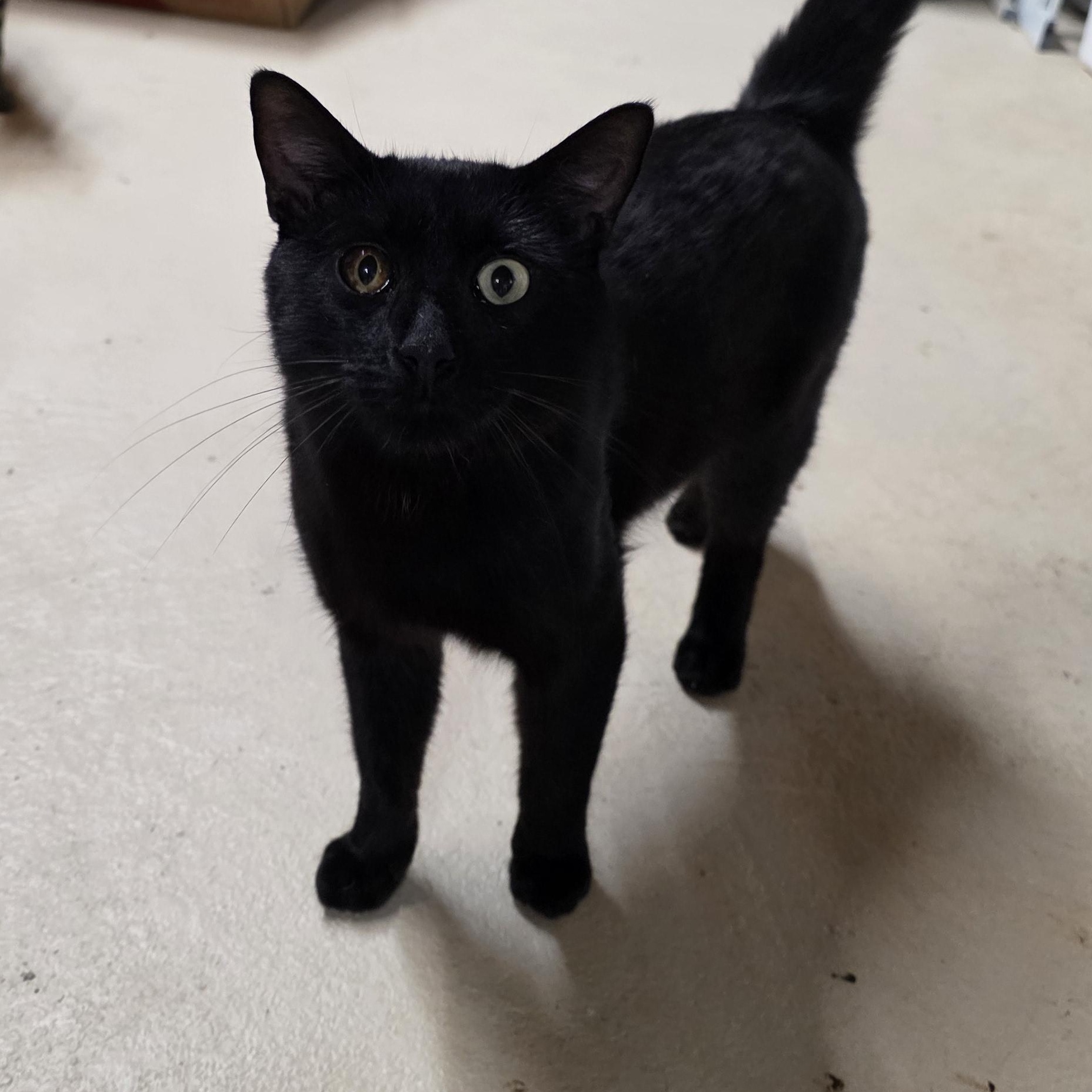 Stormy, Adoptable, Adult Male Domestic Short Hair.