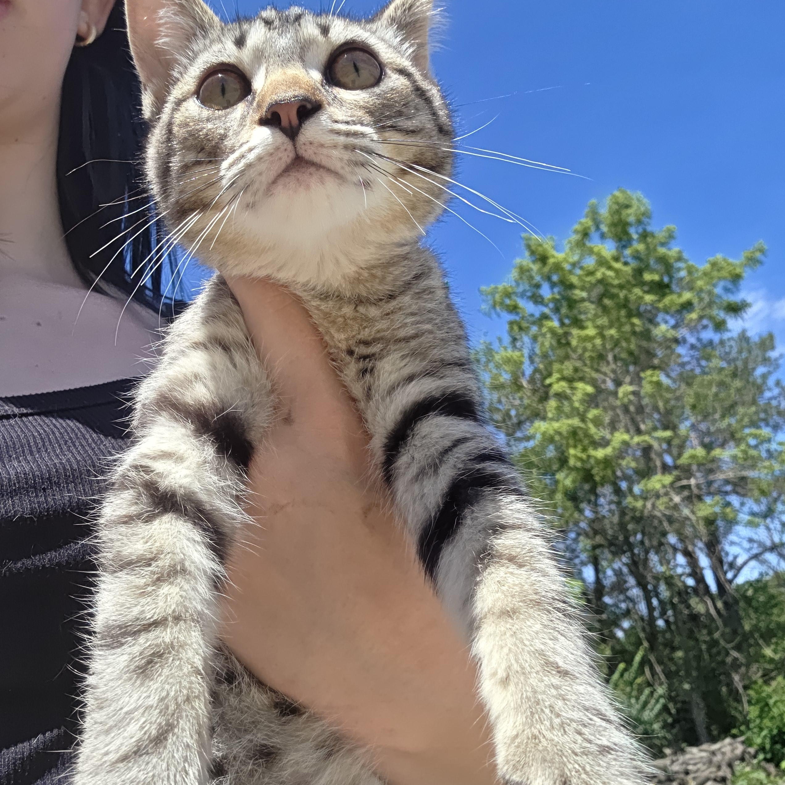 Alvin, a ADOPTABLE Tiger in Muncie, IN image 3/5