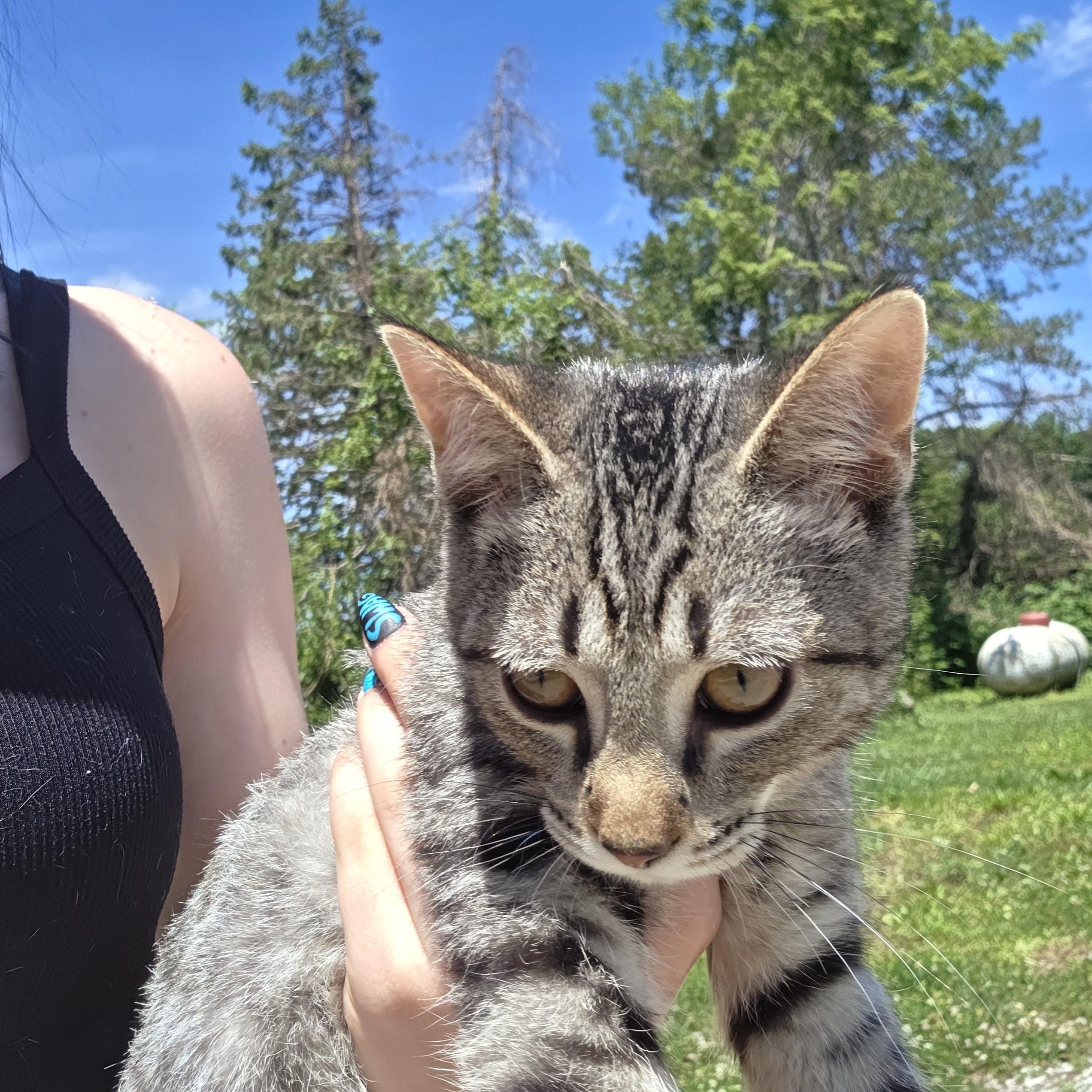 Alvin, a ADOPTABLE Tiger in Muncie, IN image 2/5